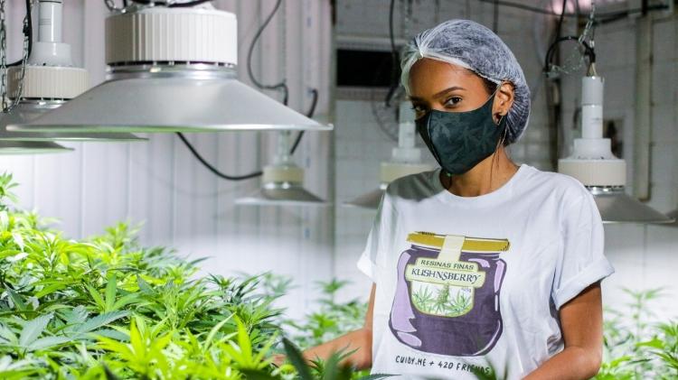 O comércio da Cannabis em muitos estados americanos está na lista de serviços essenciais. Na Abrace, em João Pessoa, o cultivo e a produção de medicamento não parou com a pandemia - Cesar Matos/Divulgação - Cesar Matos/Divulgação