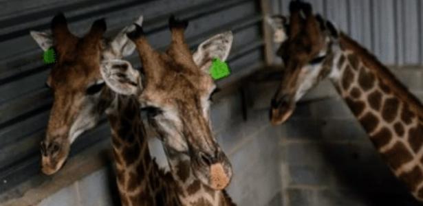 Em janeiro, girafas foram clicadas em sofrimento em resort no Rio de Janeiro