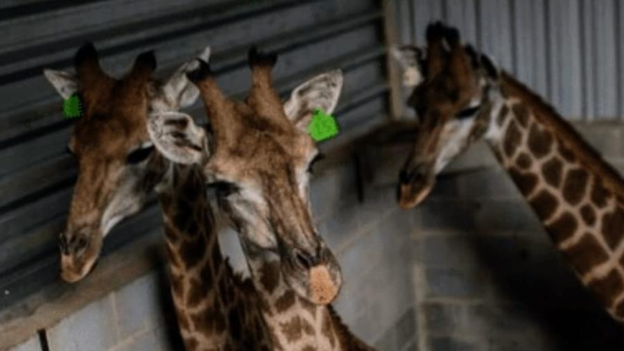 Em janeiro, girafas foram clicadas em sofrimento em resort no Rio de Janeiro - Nota Técnica do Ibama