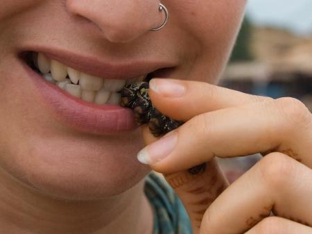 Comer Insetos Faz Bem Para A Saude