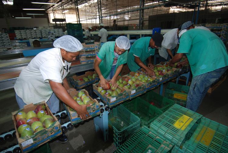 Produção de manga para exportação da Special Fruit, em Juazeiro (BA) Produção de manga para exportação da Special Fruit, em Juazeiro (BA)