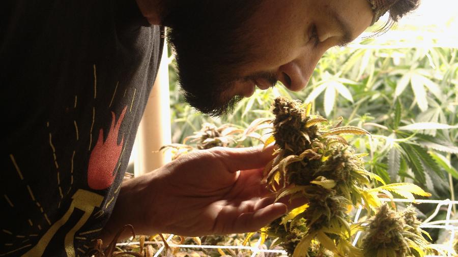Jonathan Jaime cheira flor de cannabis em clube oficial criado em apartamento no centro de Montevidéu (Uruguai) - Fabiana Maranhão/UOL