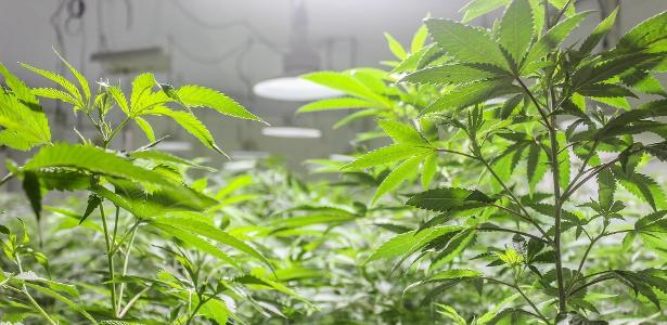 Decisão do TRF5 | Juiz recua e libera produção de remédios à base de maconha