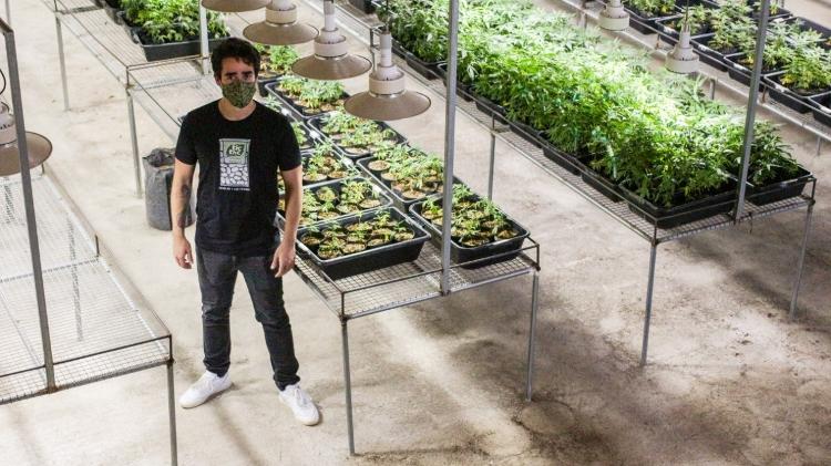 Murilo Chaves Gouvêa, farmacêutico responsável pelo desenvolvimento dos produtos da Abrace, no único lugar no Brasil onde o cultivo de maconha é autorizado - Cesar Matos/Divulgação - Cesar Matos/Divulgação
