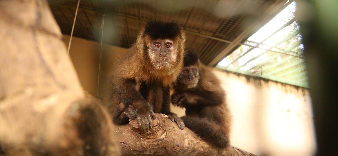 Três macacos-prego da Mata dos Macacos, em São José do Rio Preto, foram resgatados e levados ao zoológico da cidade, após serem envenenados - Johnny Torres/UOL