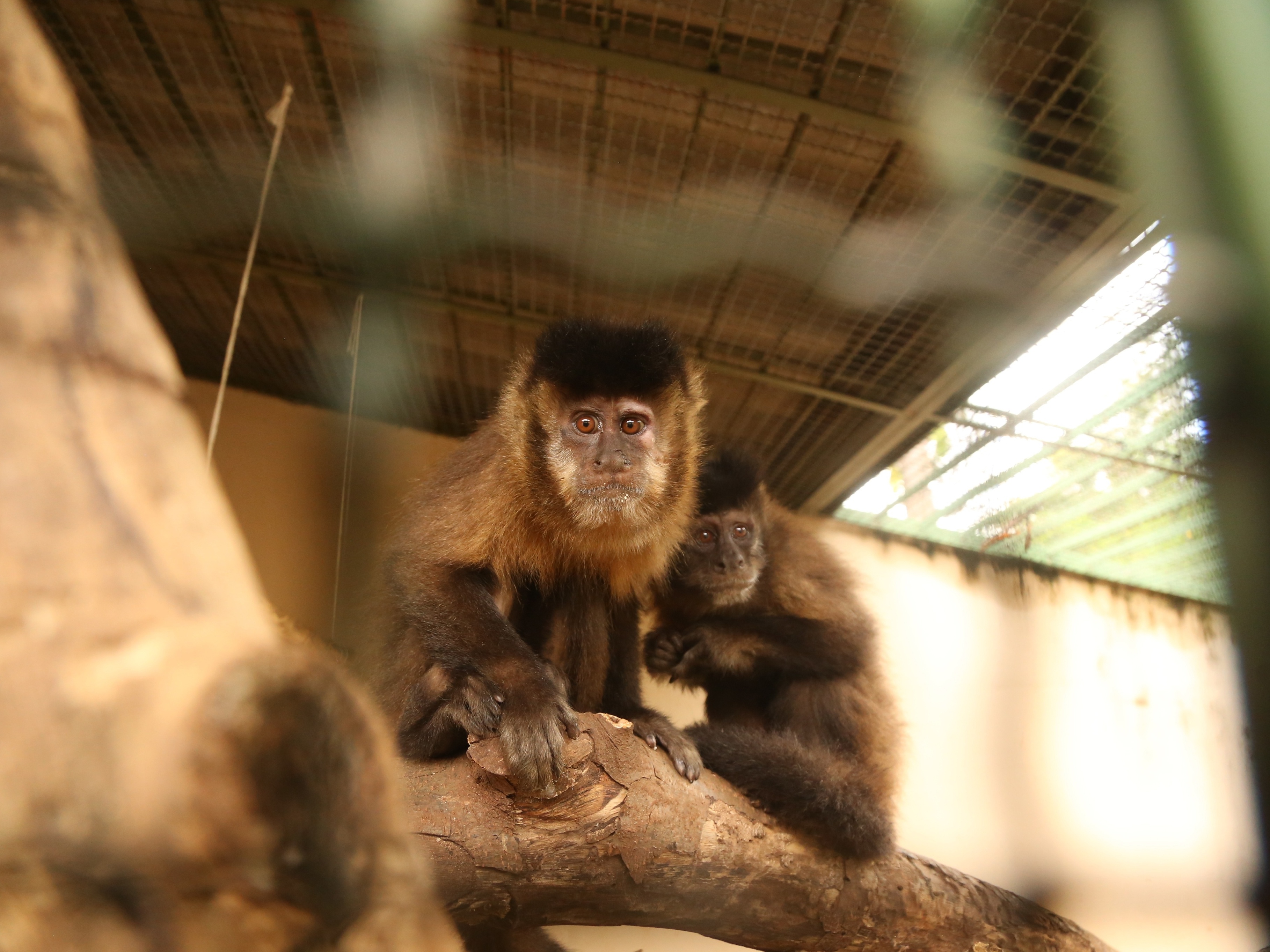 Morre macaco-prego que motivou iniciativas pró-fauna do Governo do