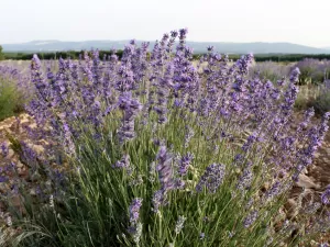 Acalma a ansiedade e alivia dores: os benefícios do chá de lavanda à saúde