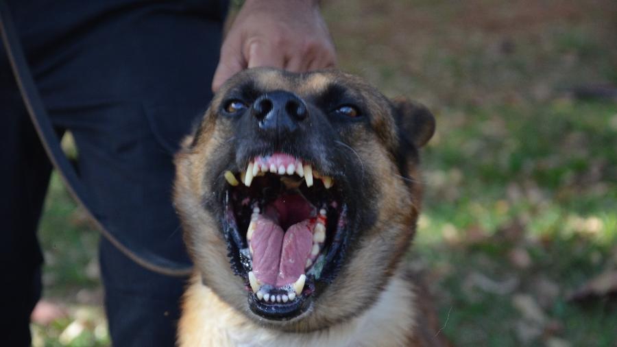 Logan, o cão farejador de centros de progressão penitenciária de Bauru (SP) - Rodrigo Ferrari/UOL