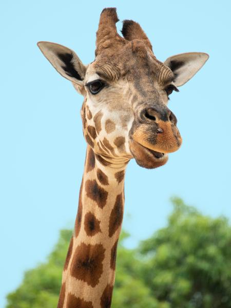 Girafas tiram pequenos cochilos em pé para não dar mole aos predadores - Sian Cooper/Unsplash