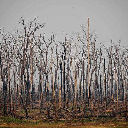 Incêndios florestais causam suspensão de operações em megacampo de gás natural no sudeste da Bolívia - Carl de Souza/AFP 