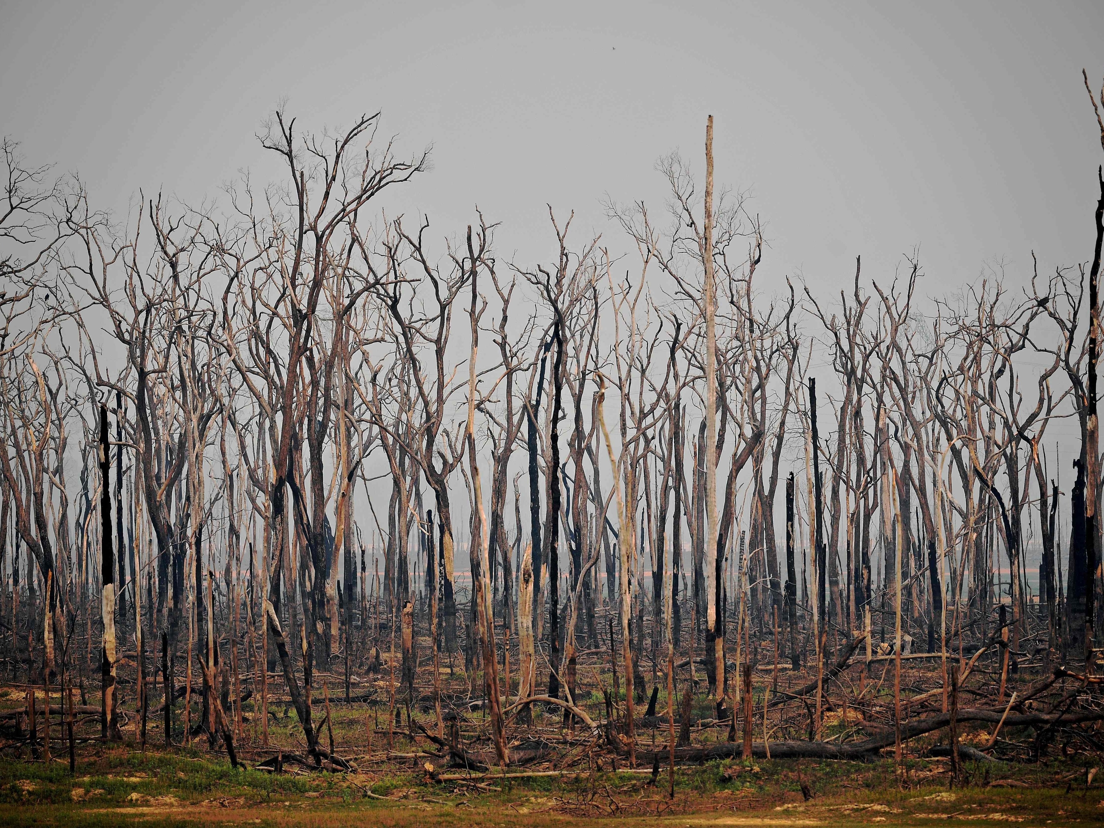 Por Amazônia, governo Bolsonaro será alvo de onda de protestos pelo mundo