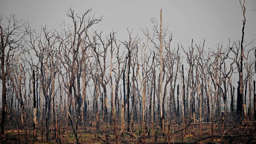 Área de queimada da Floresta Amazônica, em Rondônia - Carl de Souza/AFP 