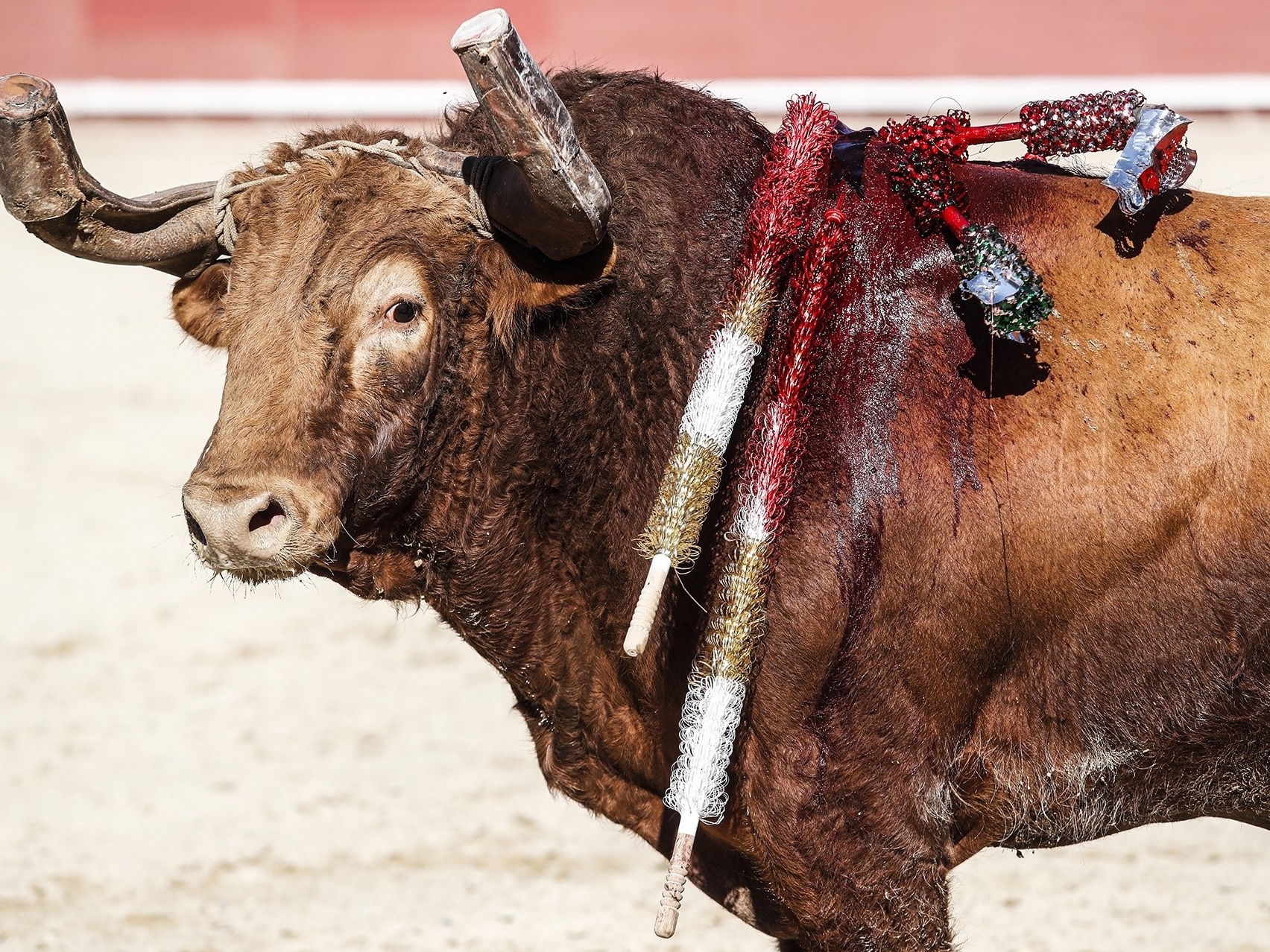 O que acontece com os touros que morrem nas touradas da Espanha? - Mega  Curioso