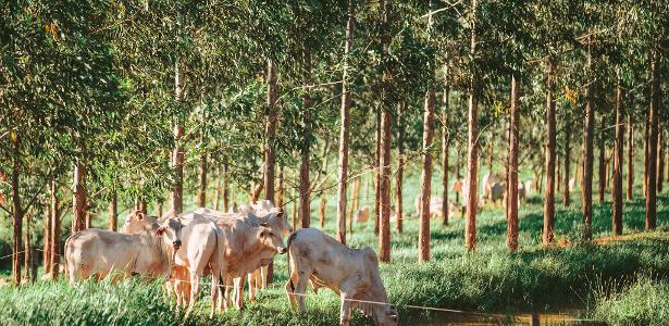 R. Abramovay | Cúpula dos Nobel quer biodiversidade na economia