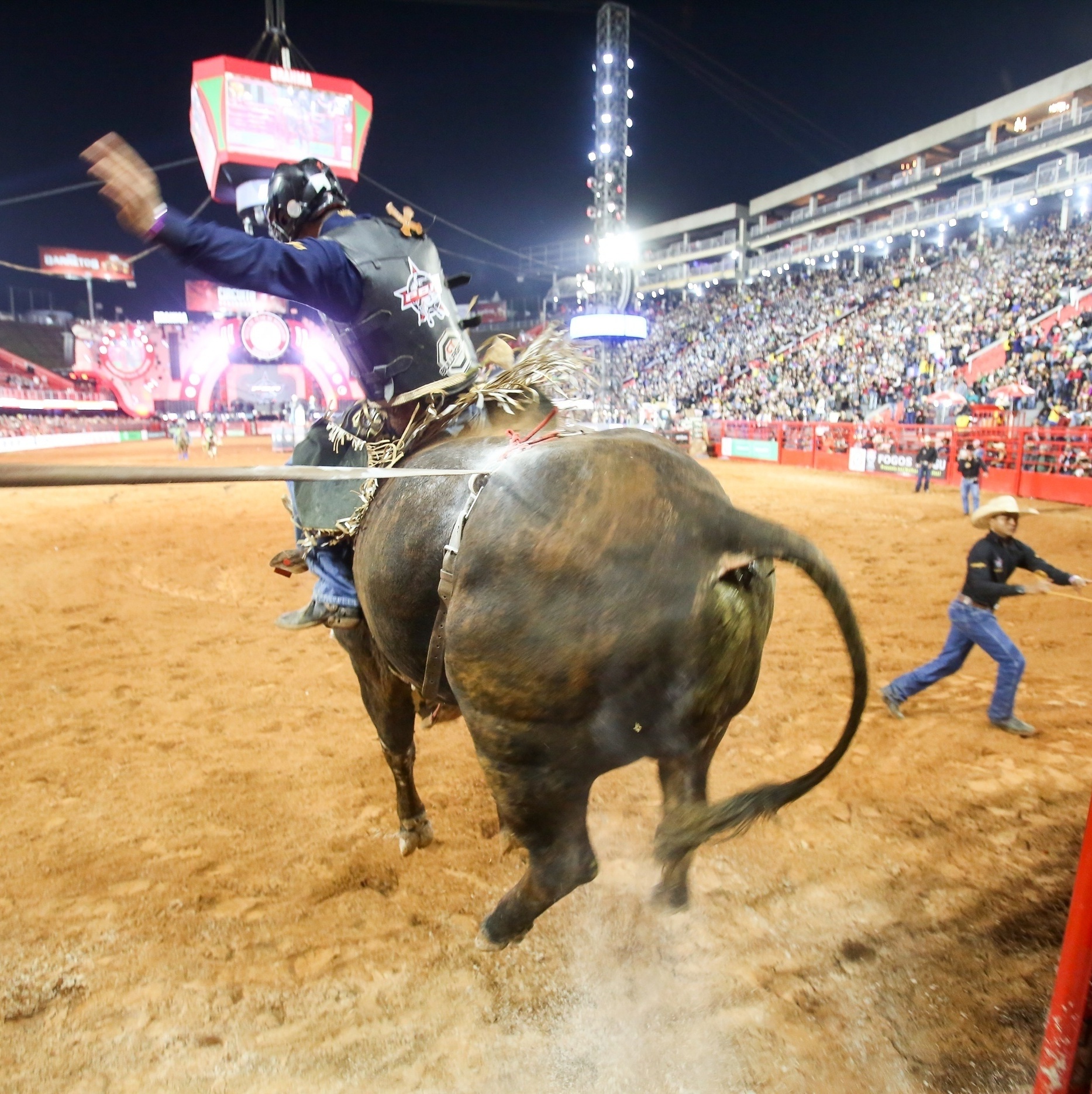 sertanejo na veia. — Sabe por que os touros e cavalos de rodeio são tão