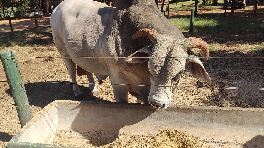 O touro Sherlock, ícone brasileiro na produção de sêmen bovino - Rodrigo Ferrari/UOL