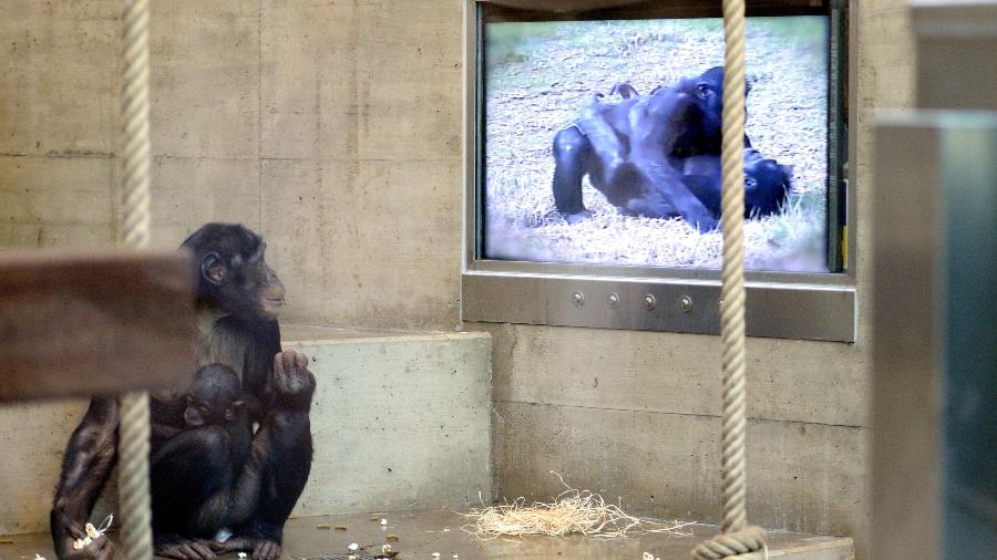 Chimpanzé-pigmeu assiste a filme em sua jaula no zoo de Stuttgart, na Alemanha, em 2013 - AFP PHOTO / DPA / BERND WEISSBROD