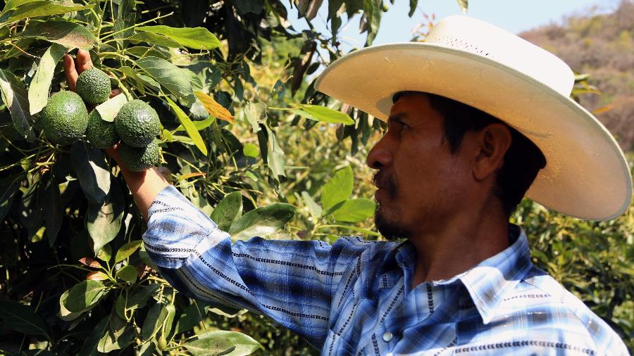 Agricultor do estado de Puebla, no México, mostra sua produção de avocados, fruta que virou moda nos EUA - José Castanares/AFP