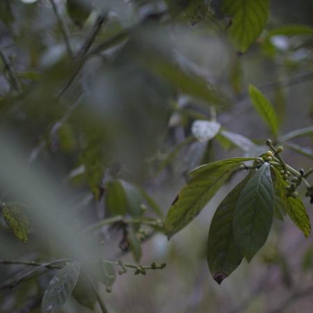 Planta chacrona, um dos componentes do chá de ayahuasca