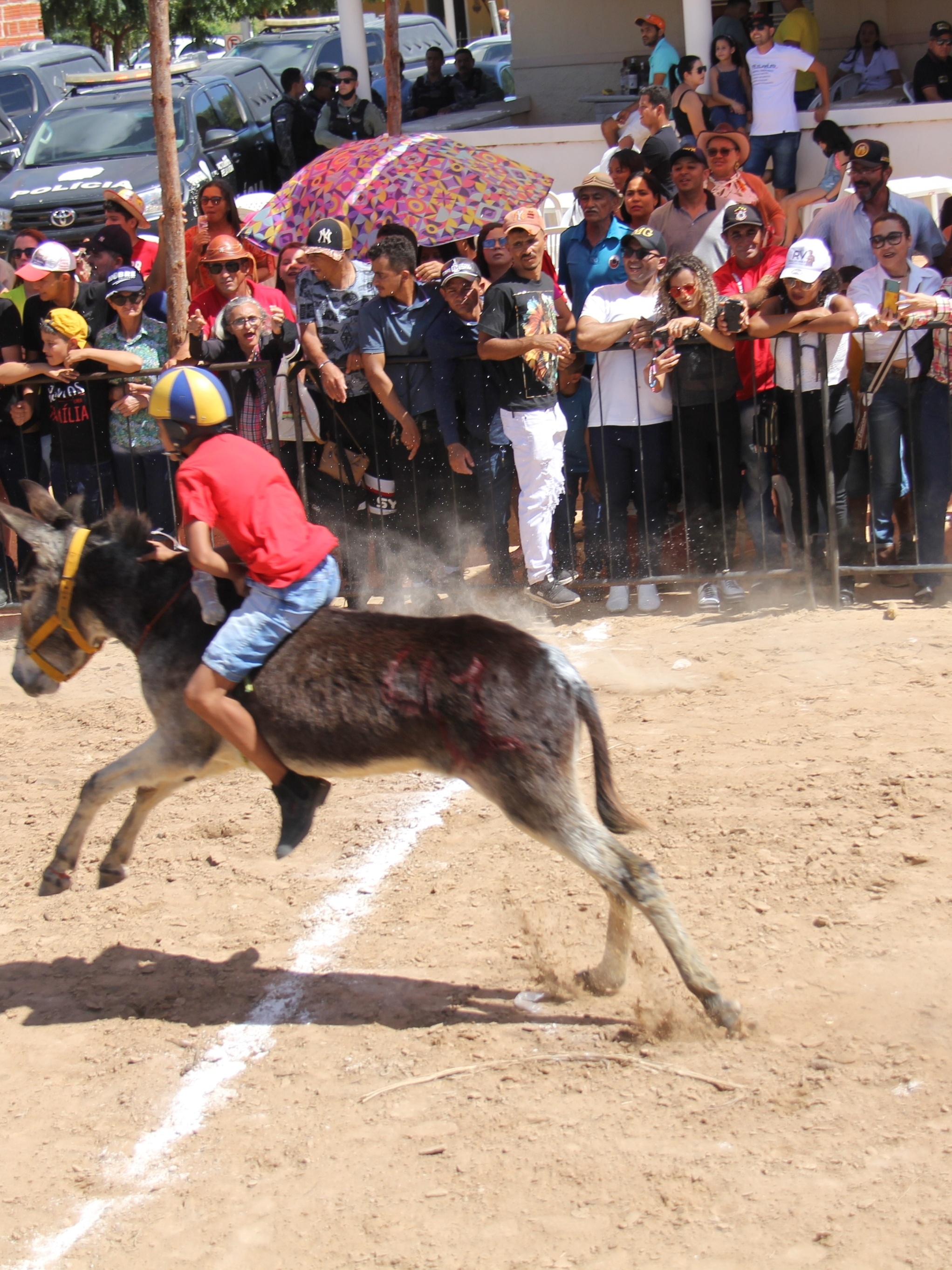 Cavalo é jogado de ponte na Zona da Mata de PE; veja vídeo - Blog