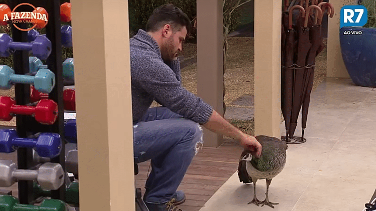 Pavoa na fazenda - Reprodução/R7 - Reprodução/R7