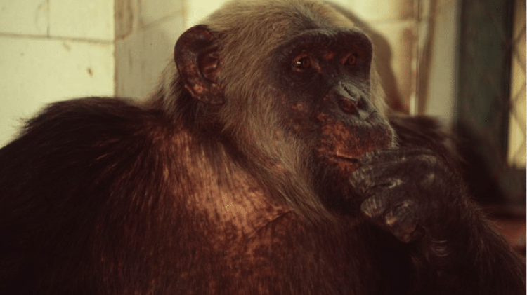 Macaco Tião - Reprodução - Reprodução