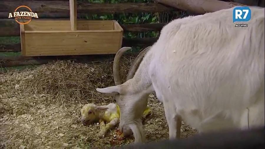 Cabra dá à luz ao novo membro de "A Fazenda: Nova Chance" - Reprodução/R7