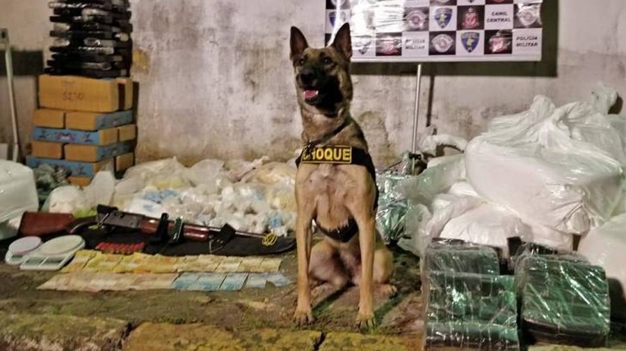Cadela da PM localiza 727 kg de droga escondidos em barraco de Paraisópolis, em SP - Divulgação/PM