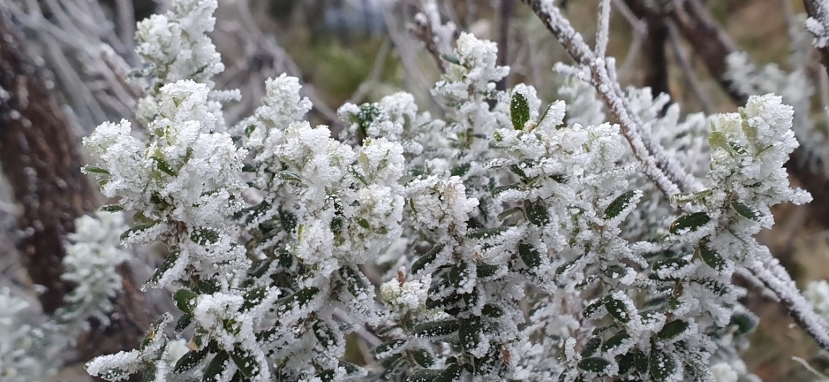 6.jul.2019 - Vegetação congelada em São Joaquim, no interior de Santa Catarina; madrugada registrou neve - Mycchel Legnaghi/São Joaquim Online