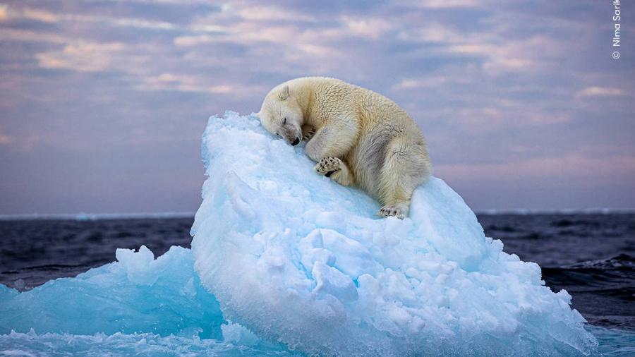 Verões mais longos podem provocar extinção dos ursos polares