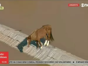 Lula diz esperar que ninguém monte em cavalo resgatado no RS: 'Merece descanso'