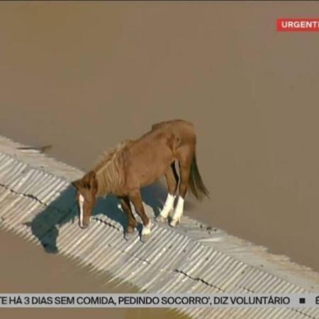 TV flagrou cavalo ilhado no RS