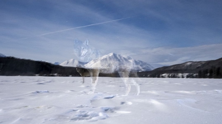 Por meio de longas exposições, o fotógrafo mostrou a imagem rara de um lobo com um cenário de frio e austeridade