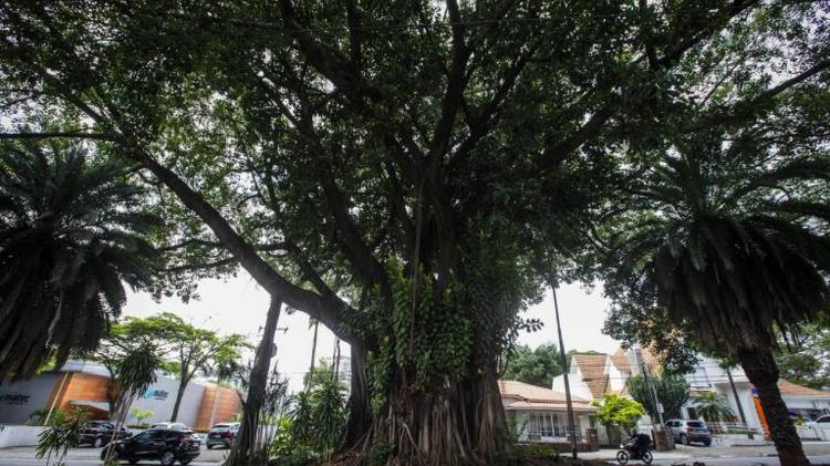 A famosa figueira que ocupa todo o canteiro central da avenida Indianópolis, em Moema, zona sul de São Paulo. O bairro está entre os mais caros do país A famosa figueira que ocupa todo o canteiro central da avenida Indianópolis, em Moema, zona sul de São Paulo. O bairro está entre os mais caros do país