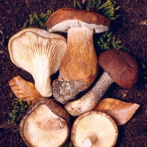 Combo 4 Cogumelos - Shiitake, Portobello, Paris e Shimeji Preto