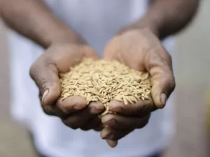 Governo zera tarifa de importação de 3 tipos de arroz para garantir abastecimento