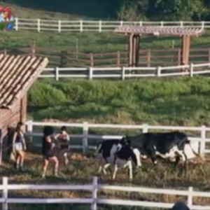 Shayene, Simone e Penélope têm dificuldade para cuidar da vaca (4/6/12)