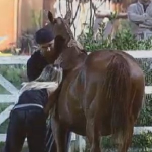 Rodrigo Capella conversa com égua enquanto Robertha Portella tenta ouvir o feto na barriga do animal (2/7/12)