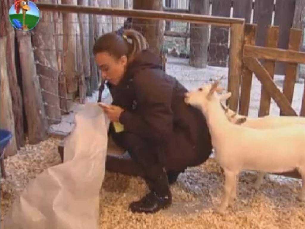 Cabras mordem casaco de Nicole Bahls enquanto modelo limpa a área dos animais (23/7/12)