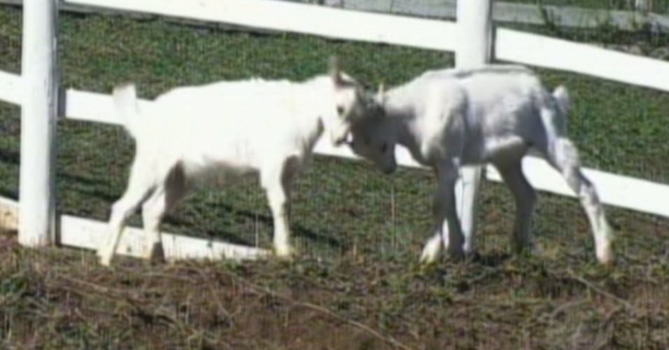 As cabras Maria Elisa e Pietra são o xodó da ex-panicar Nicole Bahls em "A Fazenda 5" (8/8/12)