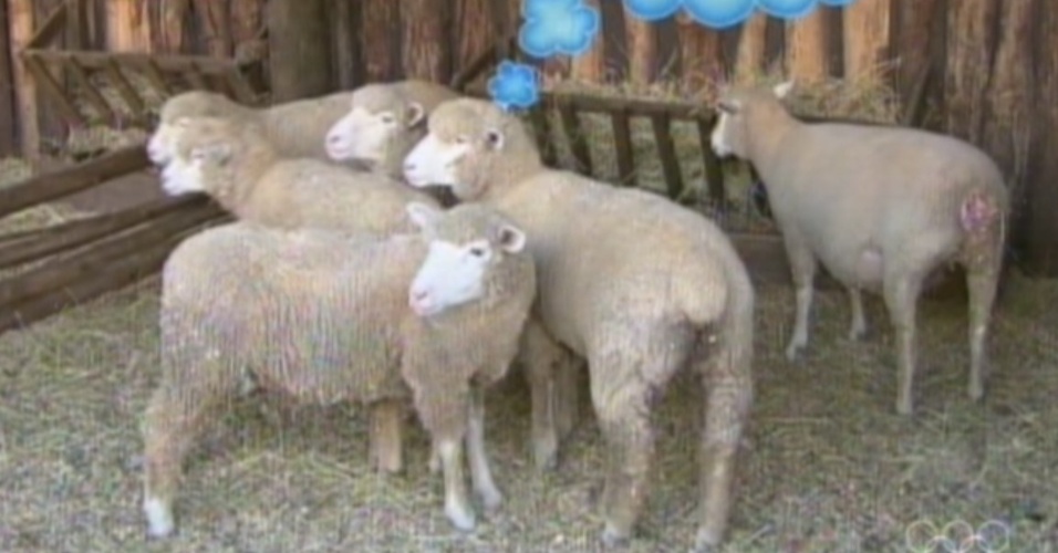 As ovelhas de "A Fazenda 5" receberam nomes de mulheres do árbitro Diego Pombo (8/8/12)