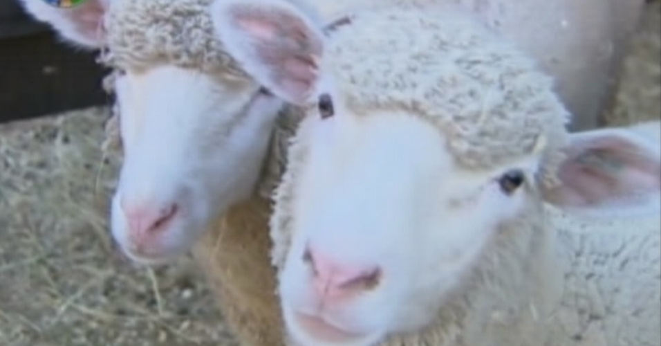 As ovelhas de "A Fazenda 5" são os animais mais disputados entre os peões na divisão das tarefas (8/8/12)
