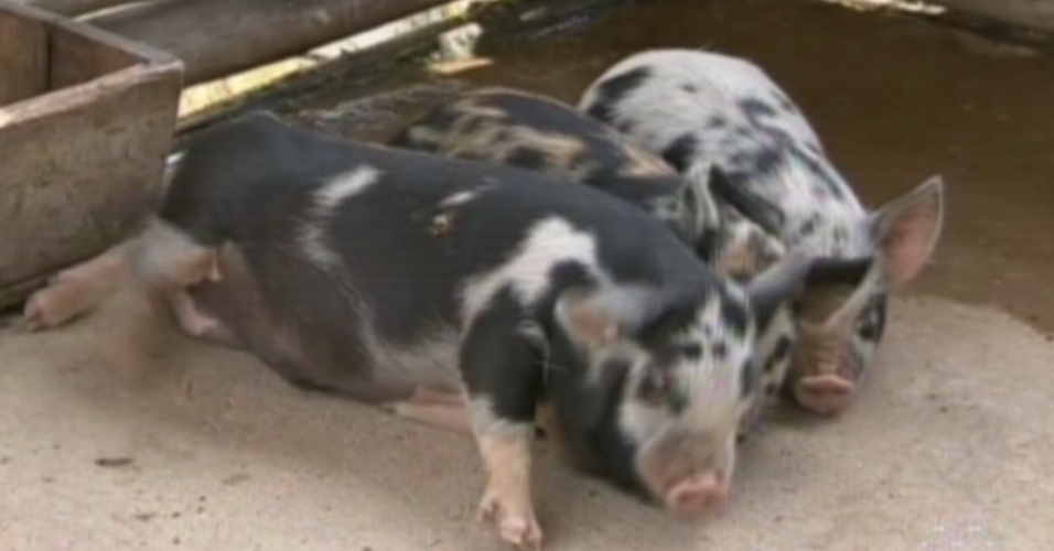 As porquinhas de "A Fazenda 5" descansam juntas no chiqueiro (8/8/12)