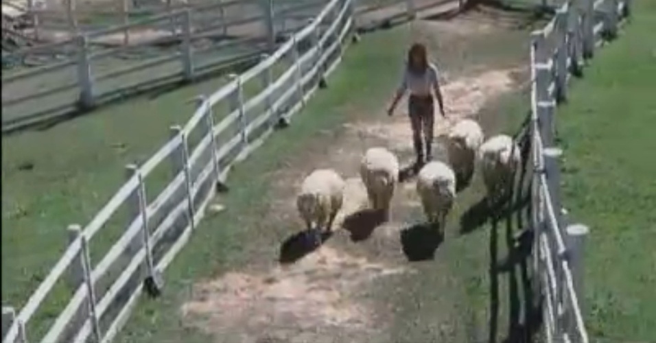 Nicole Bahls cumpre obrigação com ovelhas na manhã deste domingo (12/8/12)