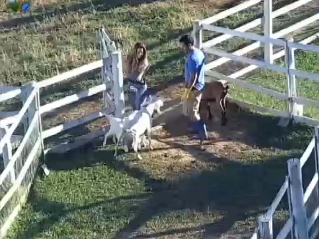 Viviane Araújo e Felipe Folgosi observam cabras mamando na manhã deste domingo (12/8/12)