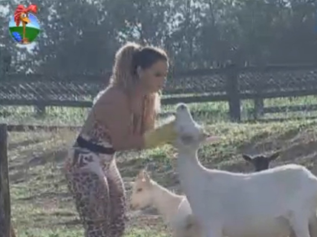Viviane Araújo brinca com as cabras enquanto cuida da área dos porcos (21/8/12)