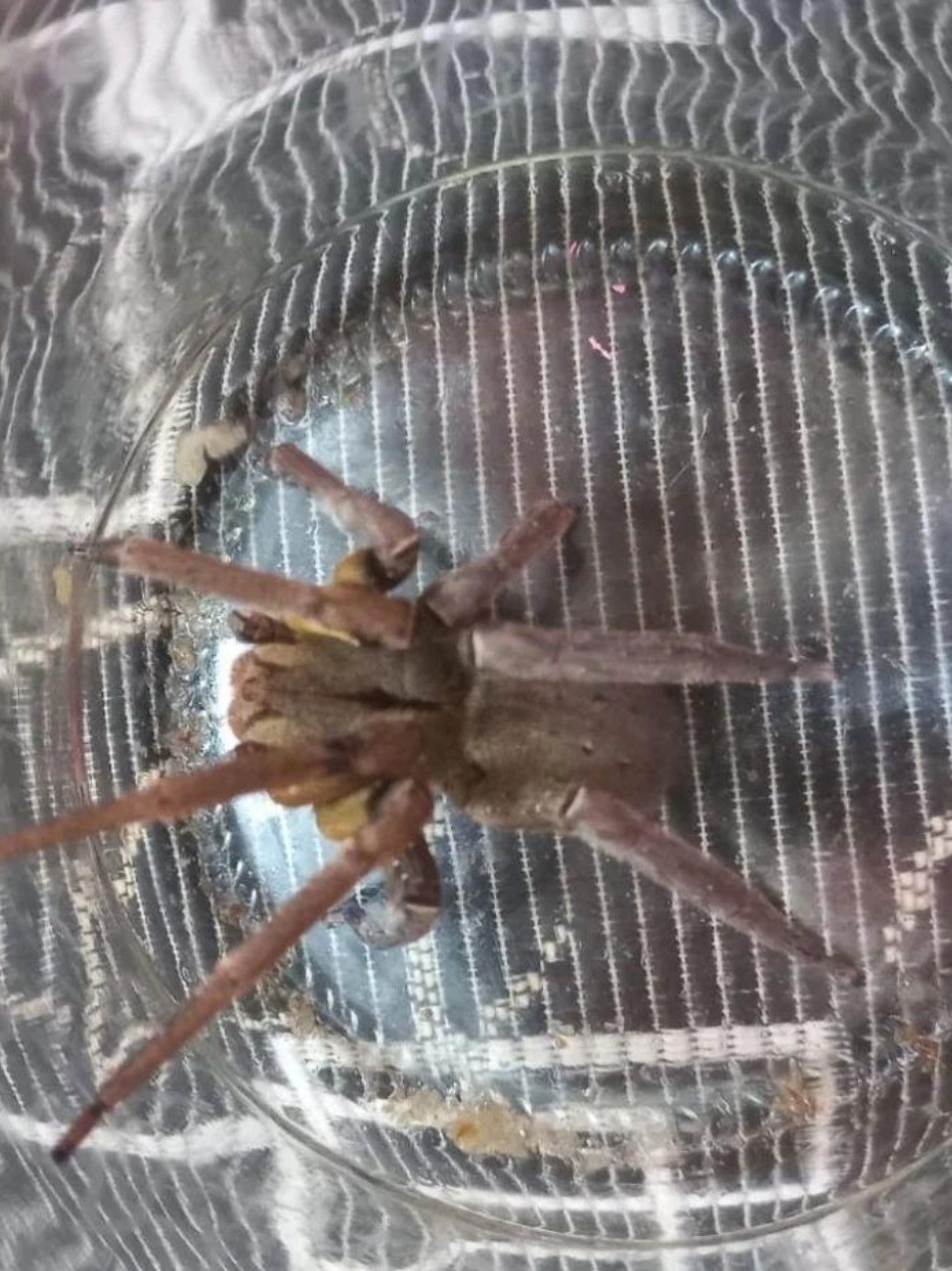 Qual Aranha? Perigosa? ela é bem pequene e fina achatada