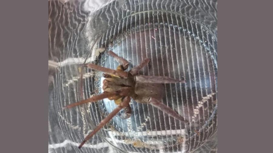 Qual Aranha? Perigosa? ela é bem pequene e fina achatada