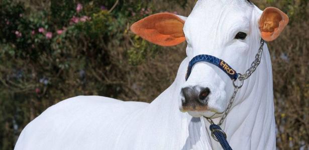 'Genética impecável': vaca brasileira que vale R$ 21 milhões é clonada