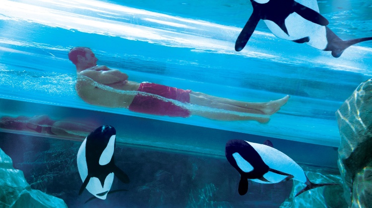 No 'Dolphin Plunge', tobogã fechado atravessa um tanque com golfinhos, no Aquatica Orlando